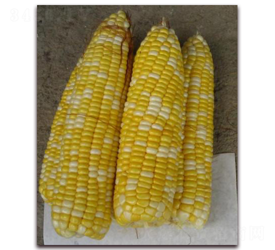 金玉甜一號(hào)-甜糯玉米種子-金秋豐年