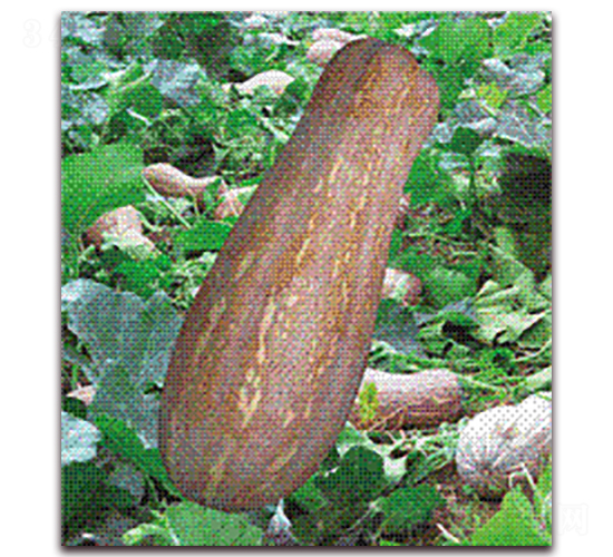 豐年蜜本南瓜-南瓜種子-金秋豐年