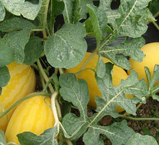 金妃子-甜瓜種子-金秋豐年