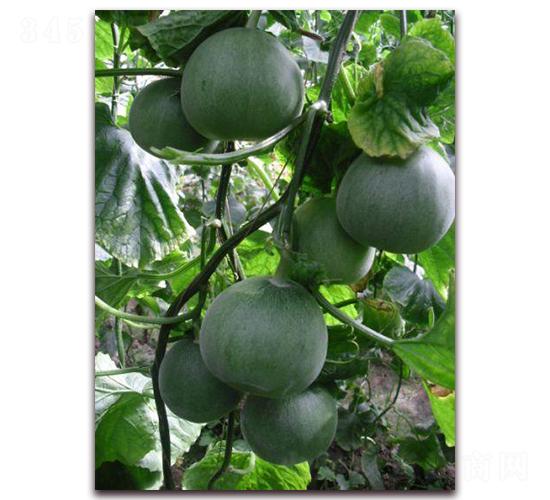 青帝-甜瓜種子-金秋豐年