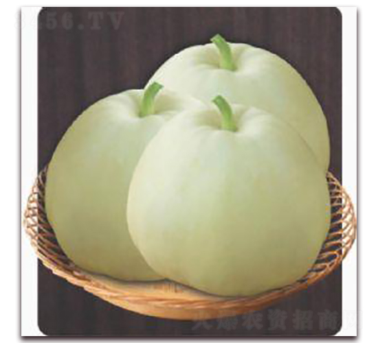 香妃-甜瓜種子-金秋豐年