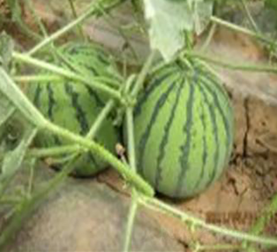 ����-���ϷN��-�����S��