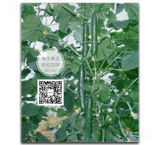 富華二號-黃瓜種子-新干線