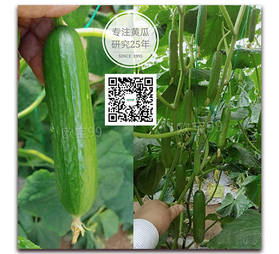 歐寶99荷蘭-水果黃瓜種子-新干線