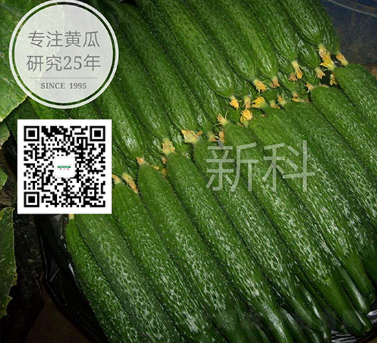 新科802-密刺黃瓜種子-新干線