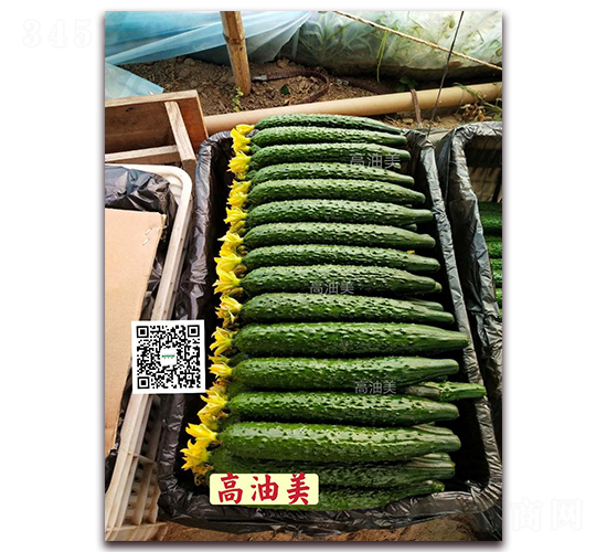 高油美-密刺黃瓜種子-新干線