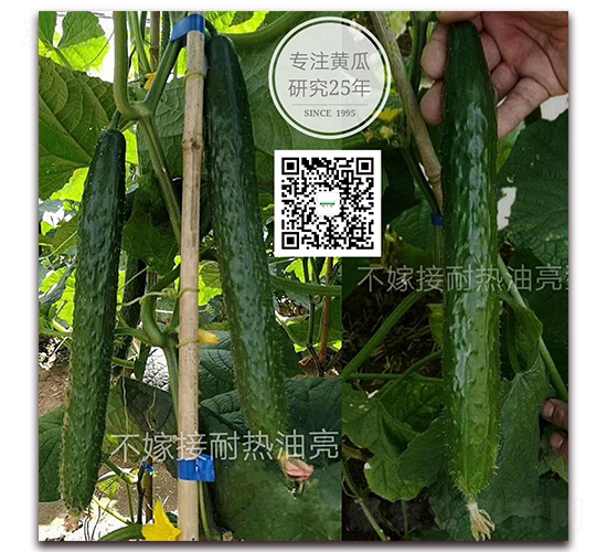 先鋒-密刺黃瓜種子-新干線