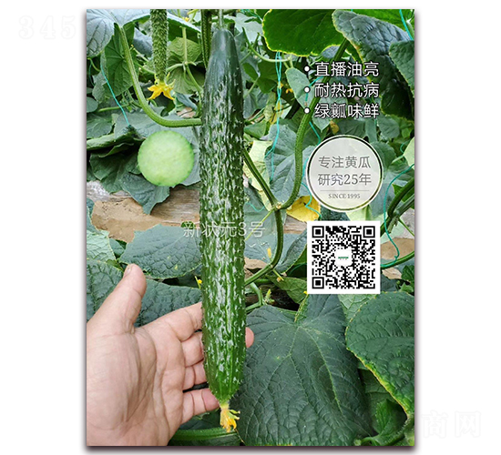 新狀元3號(hào)-密刺黃瓜種子-新干線