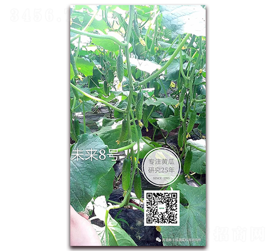 未來八號-黃瓜種子-新干線