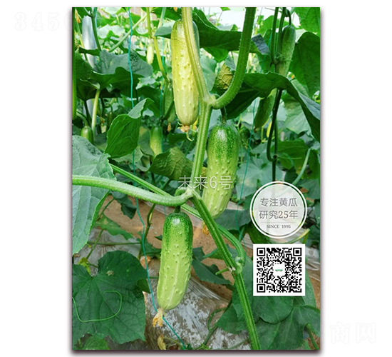 未來(lái)六號(hào)-黃瓜種子-新干線