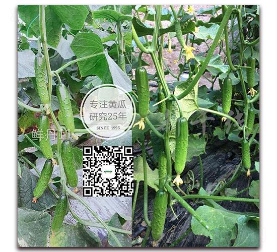 鮮丹十一號(hào)-黃瓜種子-新干線