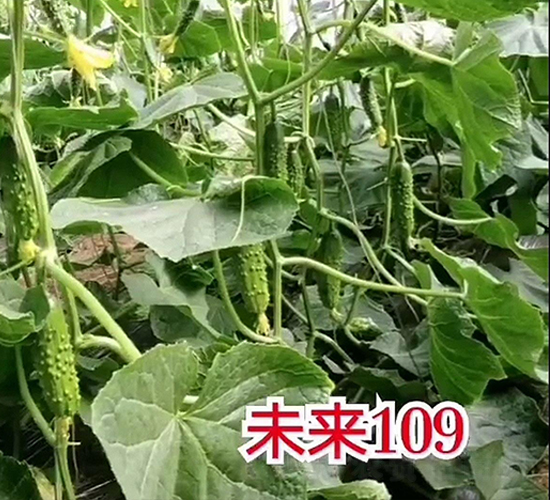 未來(lái)109-黃瓜種子-新干線(xiàn)