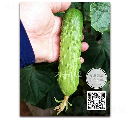 未來102-黃瓜種子-新干線