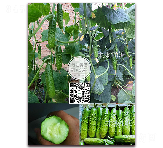 未來(lái)100-黃瓜種子-新干線
