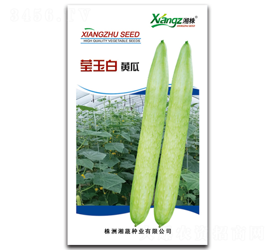瑩玉白-黃瓜種子-湘蔬種業(yè)