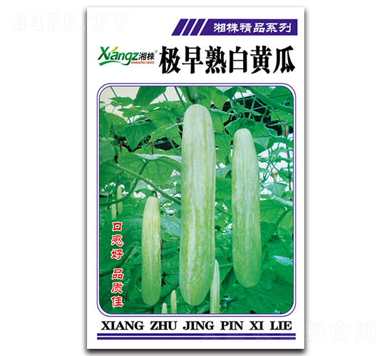 極早熟白黃瓜-黃瓜種子-湘蔬種業(yè)