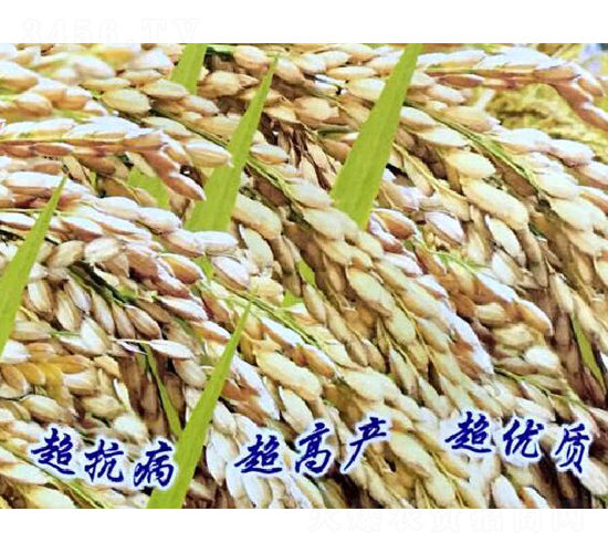 秋碩12號-水稻種子-博科種業(yè)