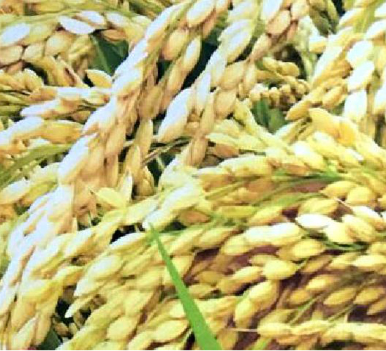 抗病1號-水稻種子-博科種業(yè)