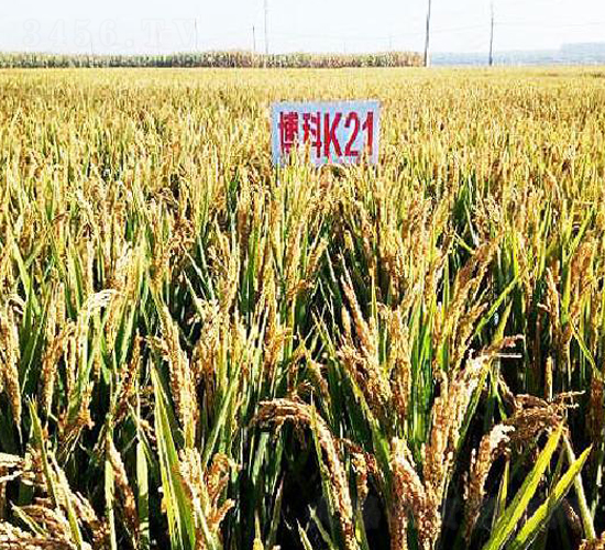 ����K21-ˮ���N��-���ƷN�I(y��)