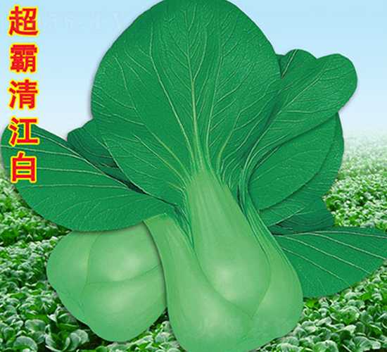 超霸清江白-青菜種子-萬(wàn)農(nóng)高科