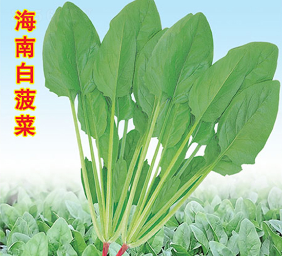 海南白菠菜-菠菜種子-萬農(nóng)高科