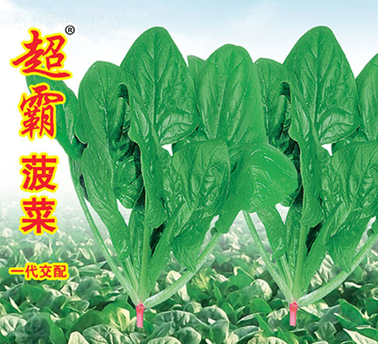 超霸菠菜-菠菜種子-萬農(nóng)高科