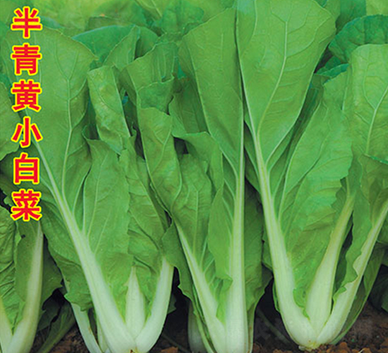 半青黃小白菜-小白菜種子-萬(wàn)農(nóng)高科