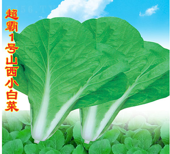 ����1̖(h��o)ɽ��С�ײ�-С�ײ˷N��-�f(w��n)�r(n��ng)�߿�