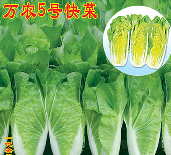 萬農(nóng)5號快菜-快菜種子-萬農(nóng)高科