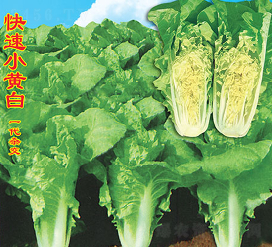 快速小黃白-白菜種子-萬農(nóng)高科