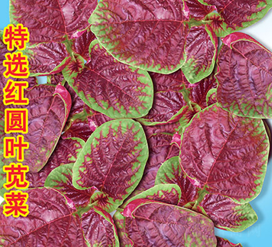 特選紅圓葉莧菜-莧菜種子-萬(wàn)農(nóng)高科