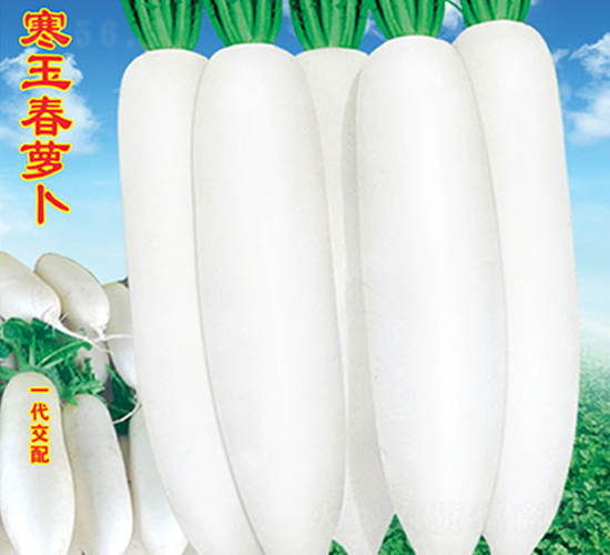 寒玉春蘿卜-蘿卜種子-萬農(nóng)高科