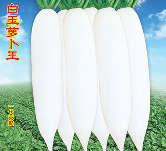 白玉蘿卜王-蘿卜種子-萬農(nóng)高科