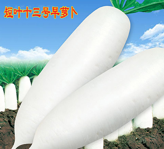 短葉十三號(hào)早蘿卜-蘿卜種子-萬(wàn)農(nóng)高科