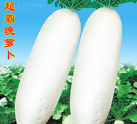 超霸晚蘿卜-蘿卜種子-萬農(nóng)高科