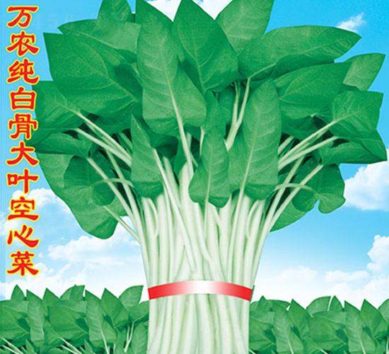 萬(wàn)農(nóng)純白骨大葉空心菜-空心菜種子-萬(wàn)農(nóng)高科