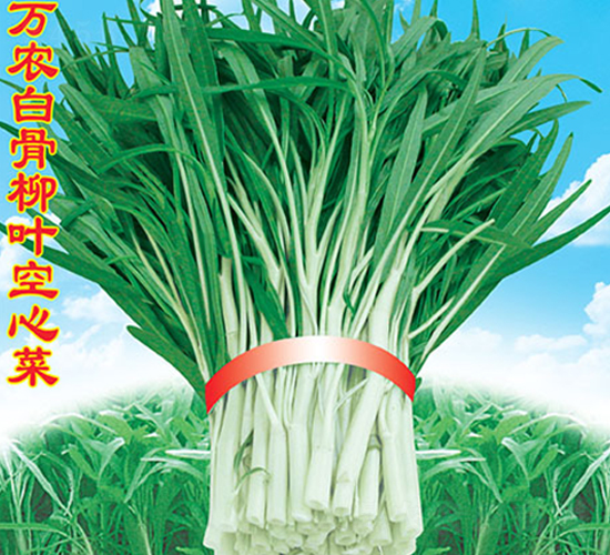 萬(wàn)農(nóng)白骨柳葉空心菜-空心菜種子-萬(wàn)農(nóng)高科
