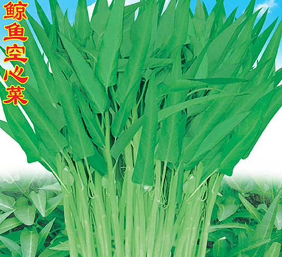 鯨魚空心菜-空心菜種子-萬農(nóng)高科