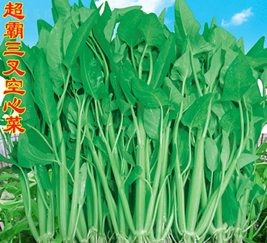 三叉空心菜-空心菜種子-萬農(nóng)高科
