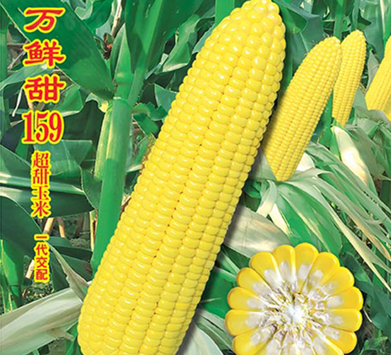 �f(w��n)�r��159-�����׷N��-�f(w��n)�r(n��ng)�߿�