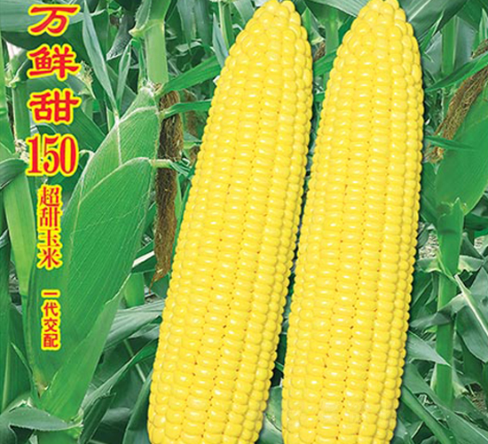 �f�r��150-�����׷N��-�f�r(n��ng)�߿�