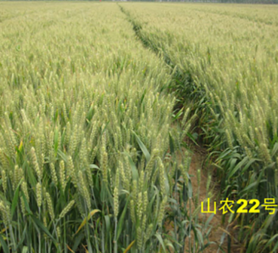 ɽ�r(n��ng)22̖-С���N��-����N�I(y��)