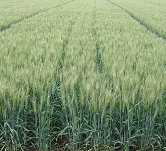 山農(nóng)24號(hào)-小麥種子-西域種業(yè)