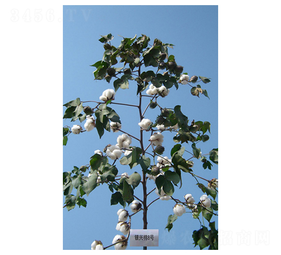 �y�d��8̖-�޻��N��-����N�I(y��)