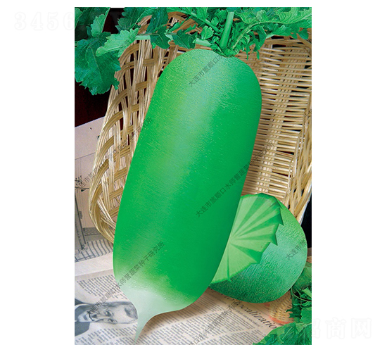 綠翠兒-蘿卜種子-水師營