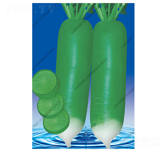 極品綠-蘿卜種子-水師營(yíng)