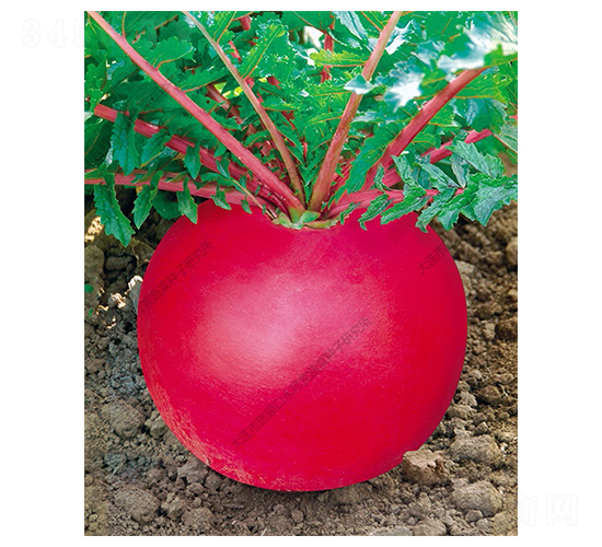 一品紅-蘿卜種子-水師營(yíng)