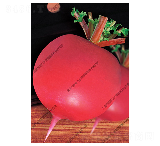 大紅蘿卜-蘿卜種子-水師營(yíng)