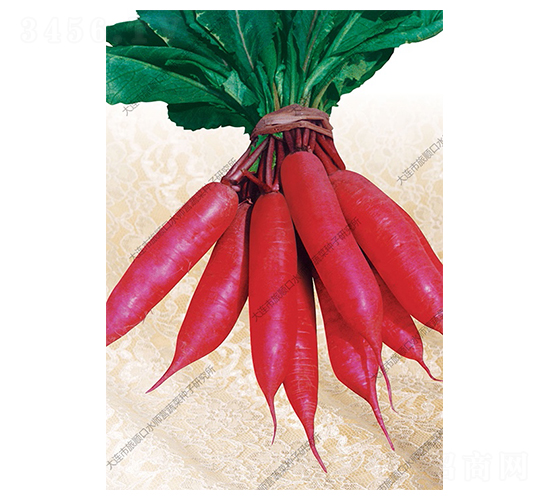 小五櫻-蘿卜種子-水師營(yíng)