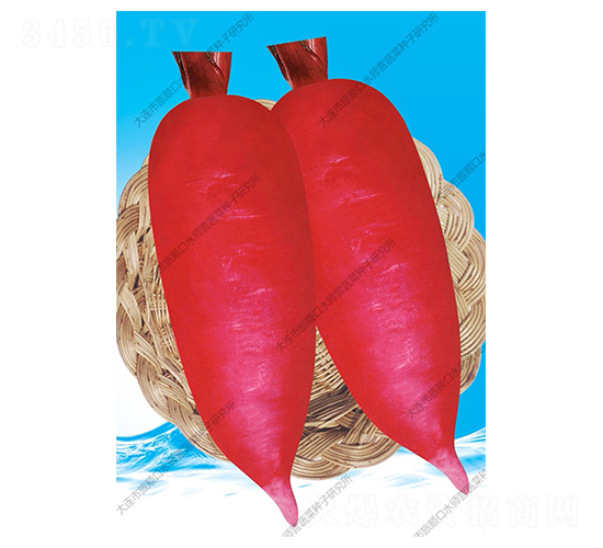 崗蘿卜-蘿卜種子-水師營